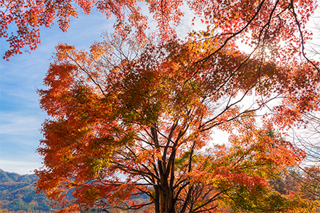 Red fall foliage in autumn with blue sky background